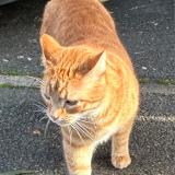 Foto del gato perdido en Talence