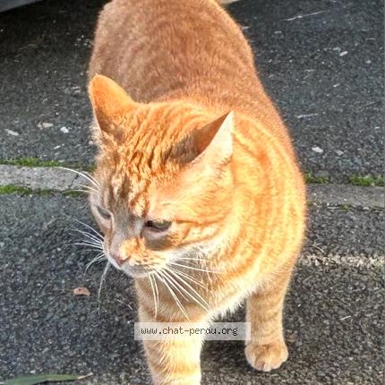 Foto 1/1 Glisse Chat perdido en Talence
