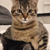 Foto del gato perdido en Tignieu Jameyzieu