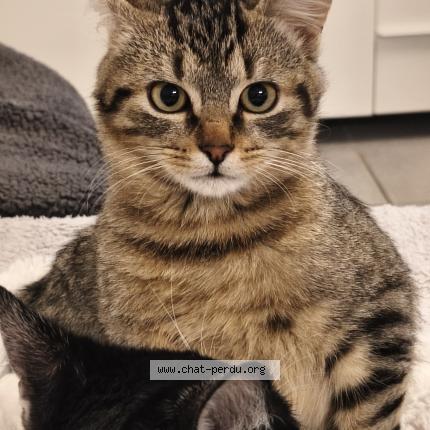 Foto 1/1 Iago Chat perdido en Tignieu jameyzieu