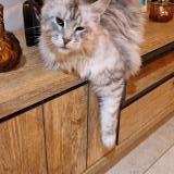 Foto del gato perdido en St Pee Sur Nivelle