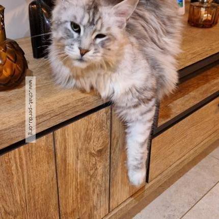 Foto 1/2 Yoda Chat perdido en St pee sur nivelle