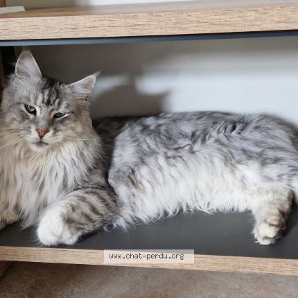 Foto 2/2 Yoda Chat perdido en St pee sur nivelle