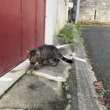 Foto de gato encontrado en Fontenay Le Comte