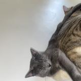 Foto del gato perdido en Toulon