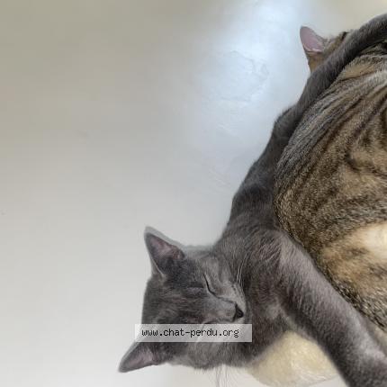 Foto 1/1 Simba Chat perdido en Toulon