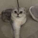 Foto del gato perdido en Chanas