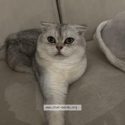 Foto 1/1 Minnoch Chat perdido en Chanas