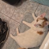 Foto del gato perdido en Rillieux La Pape