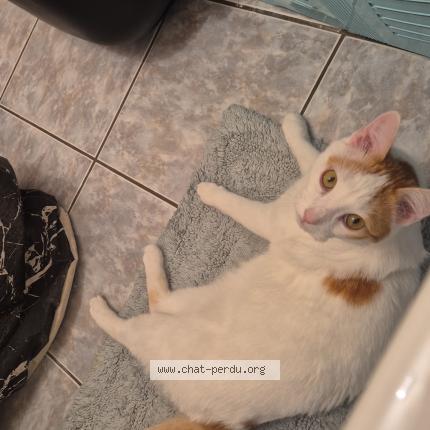 Foto 1/1 Walter Chat perdido en Rillieux la pape