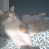 Foto del gato perdido en Begles