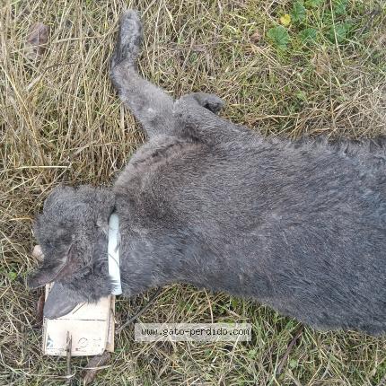 Foto 1/1 Gato encontrado Encontrado en Chinchon