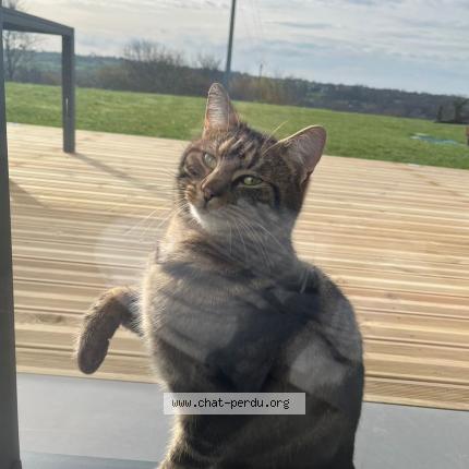 Foto 1/1 Gato encontrado Encontrado en Baudre