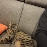 Foto del gato perdido en St Laurent Du Var