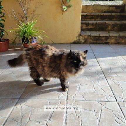 Foto 1/1 Ernestine Chat perdido en Cagnes sur mer