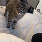 Foto del gato perdido en Albertville