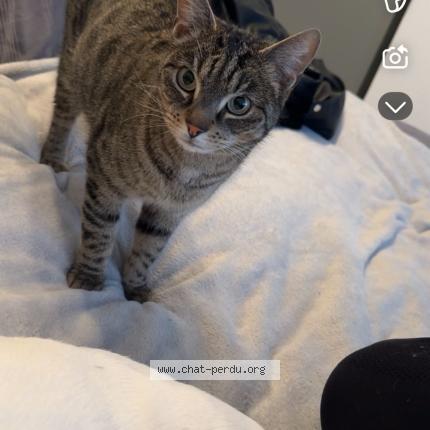 Foto 1/1 Bagheera Chat perdido en Albertville