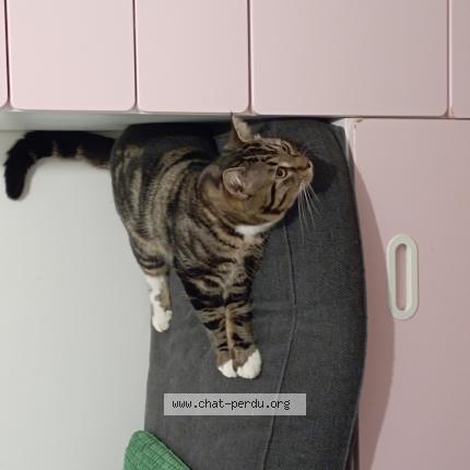 Foto 1/1 Gato encontrado Encontrado en Marseille