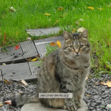 Foto 1/1 Keukou Chat perdido en Liege