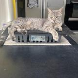 Foto del gato perdido en Templemars