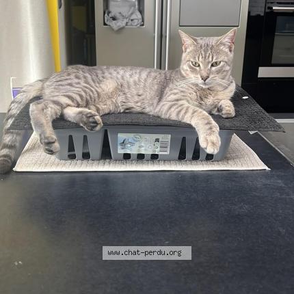 Foto 1/1 Leon Chat perdido en Templemars