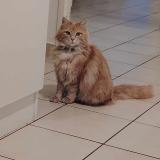 Foto del gato perdido en Lens