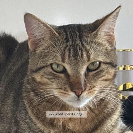 Foto 1/1 Tigrou Chat perdido en Nancy