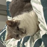 Foto del gato perdido en Guidel