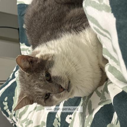 Foto 1/1 Blues Chat perdido en Guidel