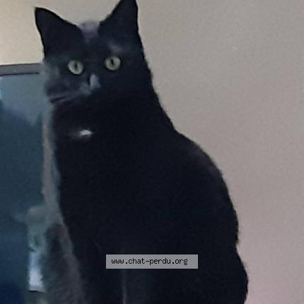 Foto 1/1 Kira Chat perdido en Quaregnon
