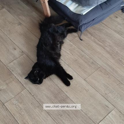 Foto 1/1 Azulie Chat perdido en Melle