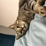 Foto del gato perdido en Autruy Sur Juine