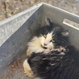 Foto del gato perdido en Ecommoy