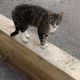 Foto del gato perdido en Theza