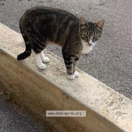 Foto 1/1 Sushi Chat perdido en Theza