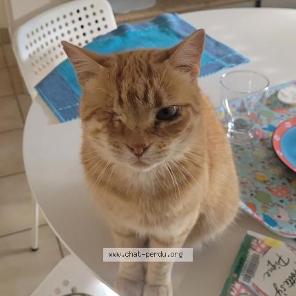 Foto 1/1 Pompon Chat perdido en Lorient