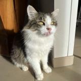 Foto del gato perdido en Villefranque