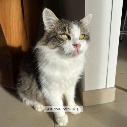 Foto 1/1 KUKI Chat perdido en Villefranque