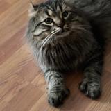 Foto del gato perdido en Mont St Gregoire