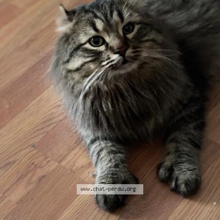 Foto 1/1 Kayleur Chat perdido en Mont st gregoire