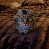 Foto del gato perdido en Savigny Le Temple