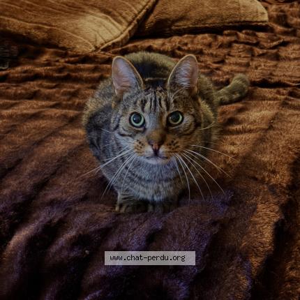 Foto 1/1 P&eacute;pite Chat perdido en Savigny le temple