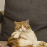 Foto del gato perdido en Cormelles Le Royal