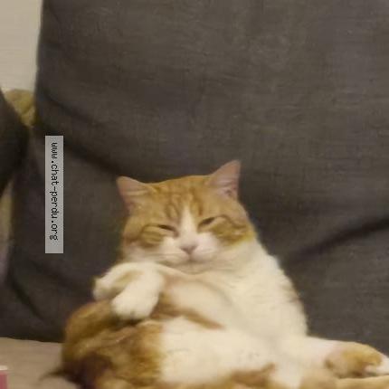 Foto 1/1 Cara Chat perdido en Cormelles le royal