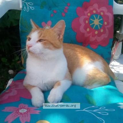 Foto 1/1 Roméo Chat perdido en Gourin