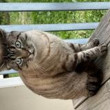 Foto de gato encontrado en Toulouse