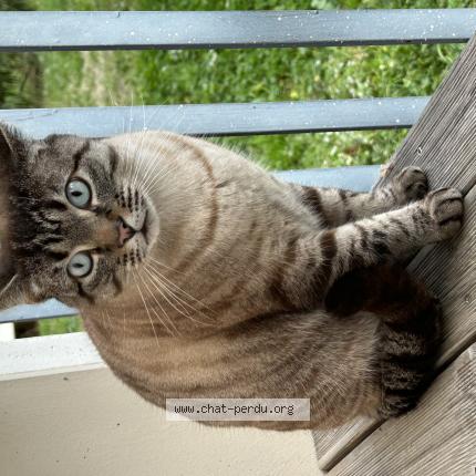 Foto 1/1 Gato encontrado Encontrado en Toulouse