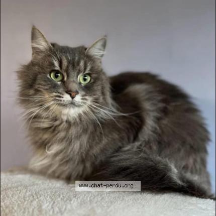 Foto 1/1 Youmy Chat perdido en Calais