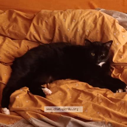 Foto 1/1 Sokette Chat perdido en St pierre des ormes