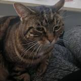 Foto del gato perdido en Mallemort